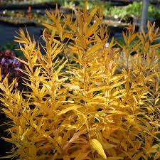 Image result for Tabernaemontana