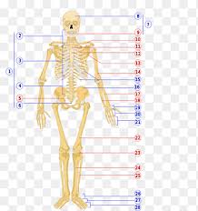 Without your bones, you'd just be one big blob! Axial Skeleton Png Images Pngegg