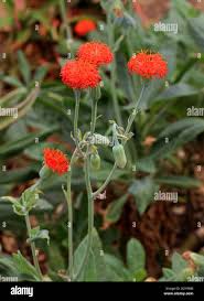 Image result for Kleinia abyssinica
