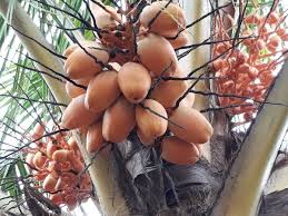We did not find results for: 6 Langkah Buat Bonsai Kelapa Diy