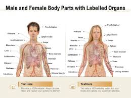 What are the parts and location of the male reproductive system? Male And Female Body Parts With Labelled Organs Ppt Powerpoint Presentation Gallery Infographics Pdf Powerpoint Templates