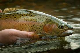 6 Easy Tips To Help Fly Anglers Catch Educated Trout Fliegenfischen Fische Angeln