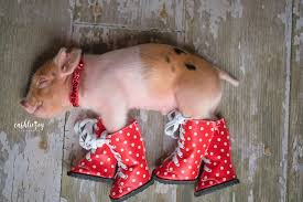 Welcome to artlist collection the dog and friends. Photographer Does Adorable Newborn Photoshoot With A Baby Piglet Because The World Needs More Cuteness 14 Pics Bored Panda