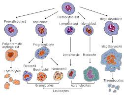 Seer Training Blood Cell Lineage