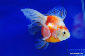 Sakura Broadtail Ryukin Dandyorandas Com Ryukin Goldfish Goldfish Goldfish Species