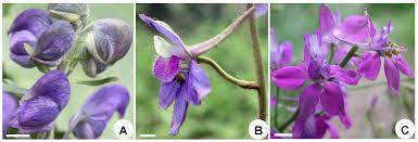 Plants Free Full Text Floral Organogenesis In Three Members Of The Tribe Delphinieae Ranunculaceae Html