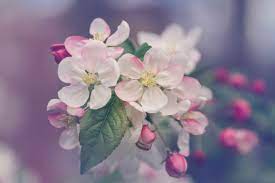 Maybe you would like to learn more about one of these? 65 Pictures Of Most Beautiful Flowers In The World