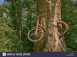 Vashon Island Washington Usa Altes Fahrrad In Einen Baum Gewachsen Dies Ist Eine Form Der Arborsculpting Im Laufe Der Jahre Dieser Baum Hat Rund Um Das Fahrrad Gewachsen Stockfotografie Alamy