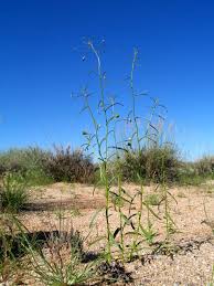 Image result for Anticharis senegalensis