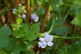 Image result for Xerophyta equisetoides