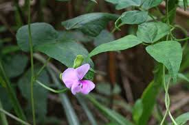 Image result for Vigna vexillata