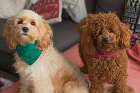 Cavoodles And Poodles Are Very Similar In Temperament From My Experience The Cavoodle Is More Laid Back Than The Poodle As Is Poodle Yorkie Poodle Poodle Mix