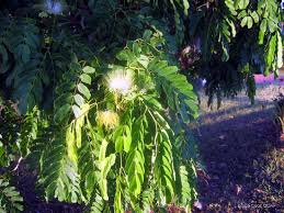 Image result for Albizia lebbeck