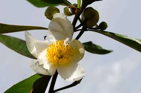 Image result for Craibia grandiflora