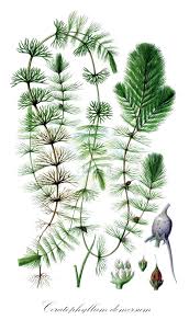 Image result for Ceratophyllaceae