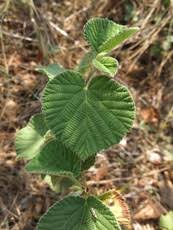 Image result for Grewia villosa