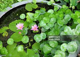 Image result for Centella asiatica