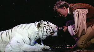 Gilbert, charles d., mariano sigman and roy e. Siegfried And Roy Tiger Becomes Confused Onstage Roy Horn Falls Part 5 Video Abc News