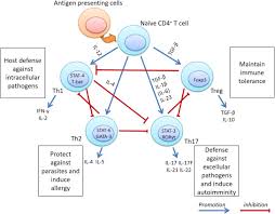 By holding z, the user can activate inner gate spirit. Activation Of The Interleukin 23 Interleukin 17 Signalling Pathway In Autoinflammatory And Autoimmune Uveitis Sciencedirect