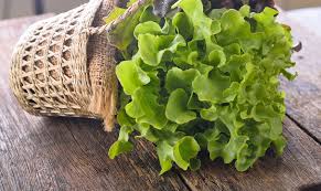 Whether it's romaine, arugula, or iceberg, lettuce is typically a safe option for dogs because it contains up to 90 percent water. Can Dogs Eat Lettuce And A Couple Ideas For Treats