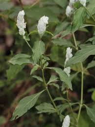 Image result for Justicia fittonioides