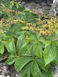 Image result for Cyphostemma abercornense