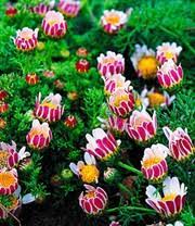 Preis ab 8,99 euro (11.03.2021). Iberis Masterpiece 1a Pflanzen Online Kaufen Baldur Garten