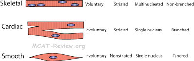 muscle and skeletal systems mcat review