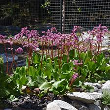 Image result for Bergia salaria