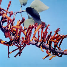 Image result for Phragmanthera cornetii