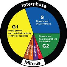 Cell Cycle Phases Cell Cycle Biology Classroom Mitosis