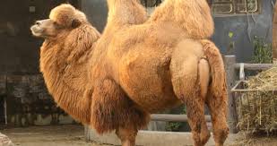 Rightfully so, even if they don't do it the way most people think they do. 2 95 Mysteries Of The Camel S Hump College Of Curiosity