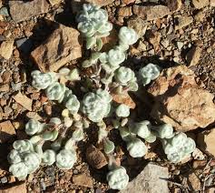 Image result for Galeomma