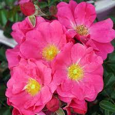 We have had a brutal spring blackspot wise. Rosa Var Noa168098f Flower Carpet Pink Supreme Rose From Midwest Groundcovers