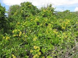 Image result for Tristellateia africana