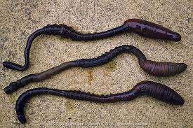 Image result for Aneilema arenicola