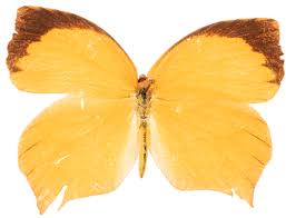 Image result for Hypolytrum pynaertii