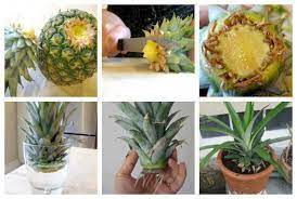 The company delivered growth in. 7 Fertilize The Plant With Half Strength Fertilizer Twice A Month During The Summer Look For Flowers It Can Take Plants Growing Pineapple Pineapple Planting