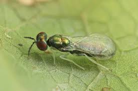 Image result for Chrysochloa