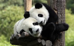 If you're in search of the best baby panda wallpaper, you've come to the right place. Free Download Panda Wallpaper Pc Computer 10359 Wallpaper Cool Walldiskpapercom 1920x1200 For Your Desktop Mobile Tablet Explore 50 Panda Wallpaper For Laptops Anime Panda Wallpaper