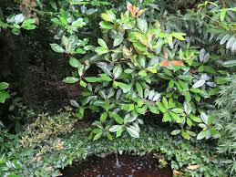 Das wachstum der pflanzen hängt einerseits von der beleuchtungsstärke, also der intensität des lichtes, und andererseits vom verhältnis von blauem wichtig ist daher ein ausgewogenes verhältnis zwischen blauem und rotem licht mit passender wellenlänge. Dekorative Immergrune Straucher Die Samstagsgartnerin