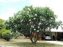 Plumeria Obtusa Great White Frangipani Plumeria Home Landscaping Plants