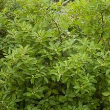 Image result for Xyris schliebenii