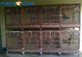 Alasnya sendiri umumnya diberi sekam padi agar kelembaban terjaga dan akan diganti minimal sekali 3 hari. Kandang Ayam Bangkok 1 Forum Ayam