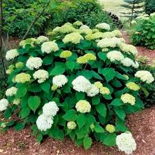 Italian flora vi suggerisce svariati mazzi di fiori con consegna a domicilio in tutto il mondo, cui omaggiare i vostri cari. Arbusti Da Fiore Per Siepe Annabelle Hydrangea Naturehills A Fiori Bianchi