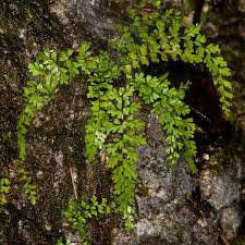 Image result for Asplenium smedsii