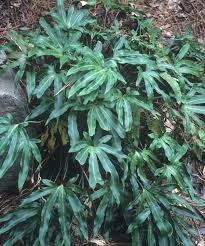 Image result for Pyrrosia