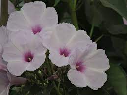 Ipomoea Carnea Morning Glory Flowers Flowers Pattern Design