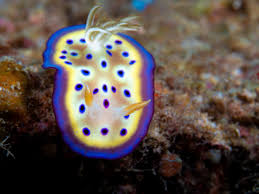 Image result for Dissotis peregrina