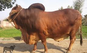 Funny qurbani on eid ul adha 2019 in bakra mandi pakistan. Eid Ul Adha Qurbani For Android Apk Download